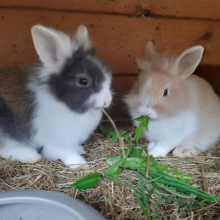 Ferienwohnung Schnell フラッハウ エクステリア 写真