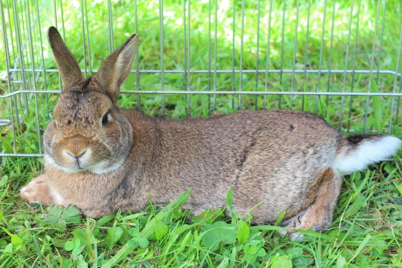 Ferienwohnung Schnell フラッハウ エクステリア 写真